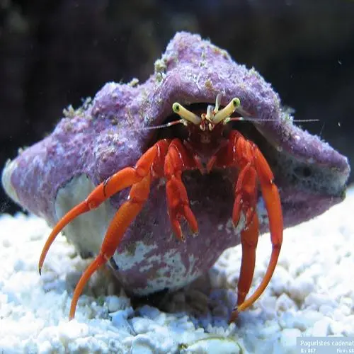 Red Leg eremitkrebs (paguristes cadenati)